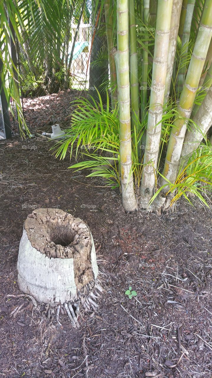 Palm Tree Stump