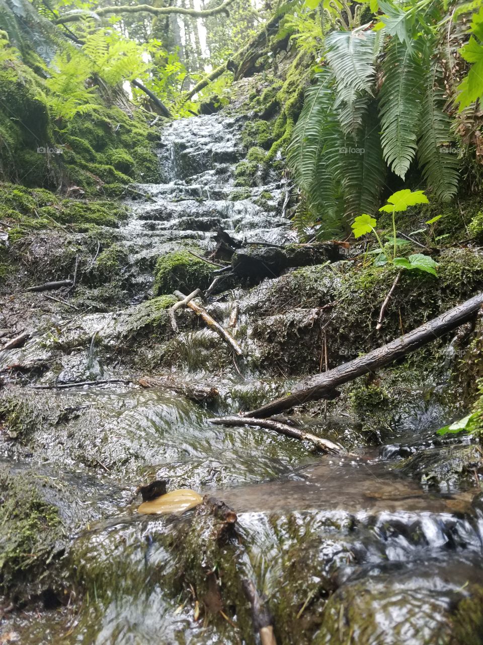 Water, Nature, Stream, River, Wood