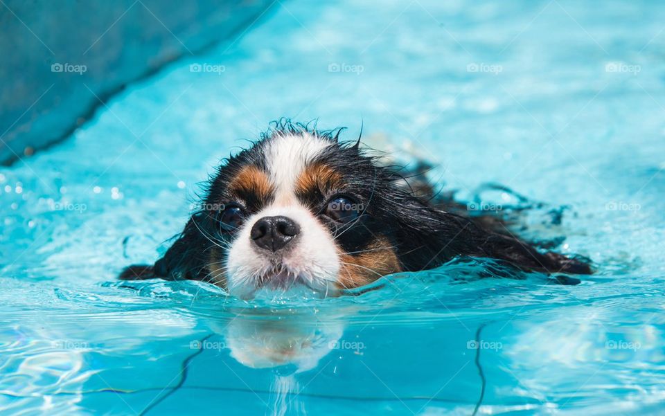 Dog swim in swimming pool
