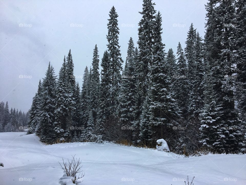 Beautiful winter wonderland 