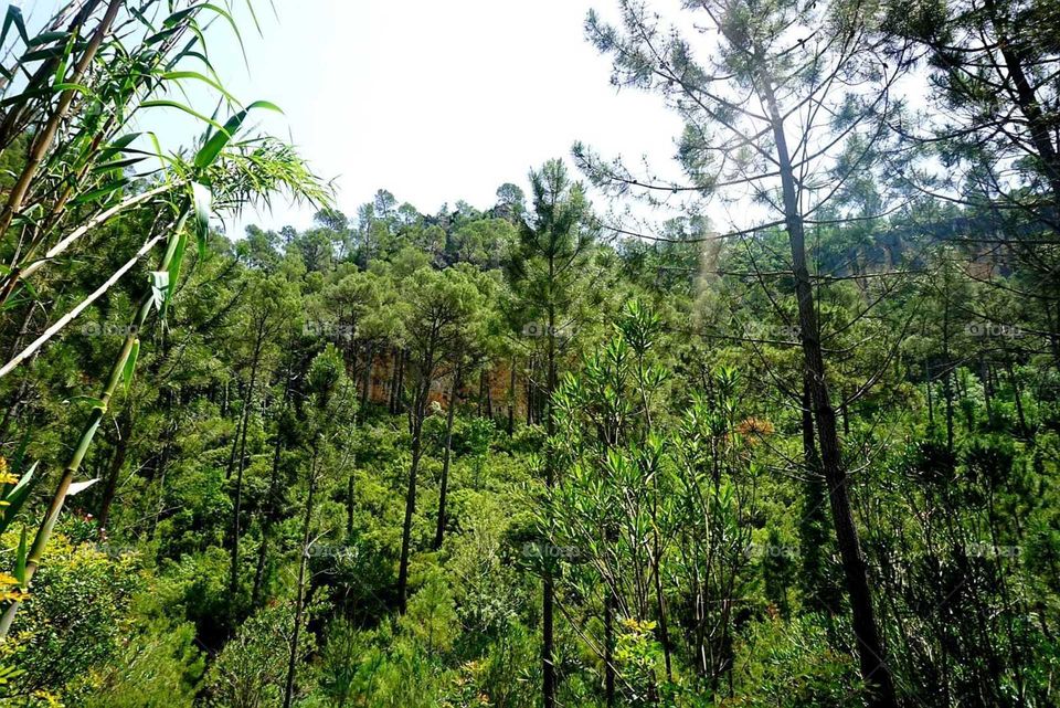 Forest#nature#trees#greengrass#sky