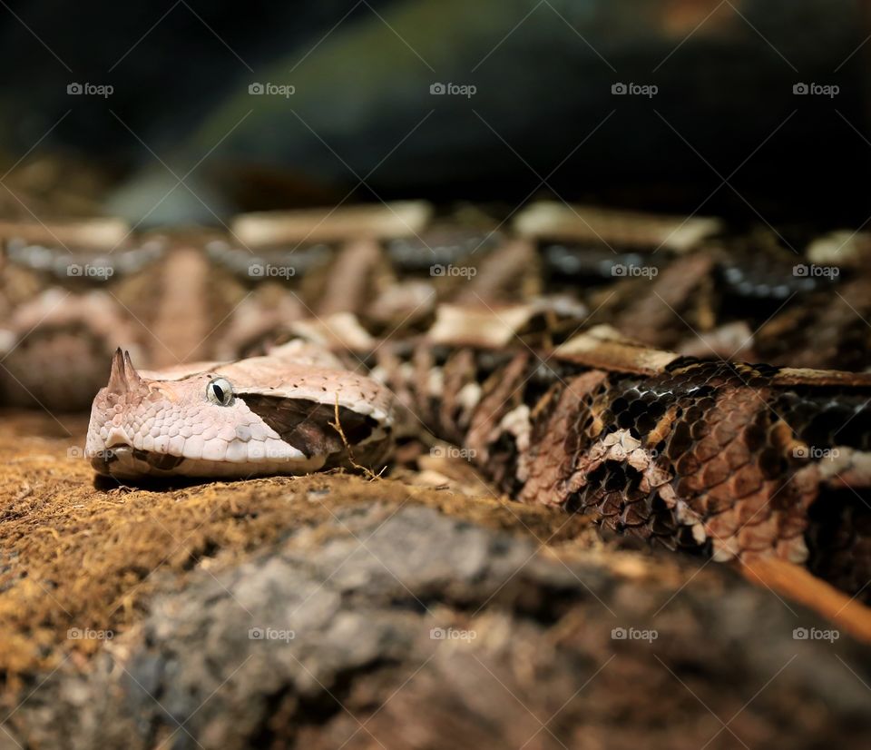 Puff Adder | Bitis Arietans