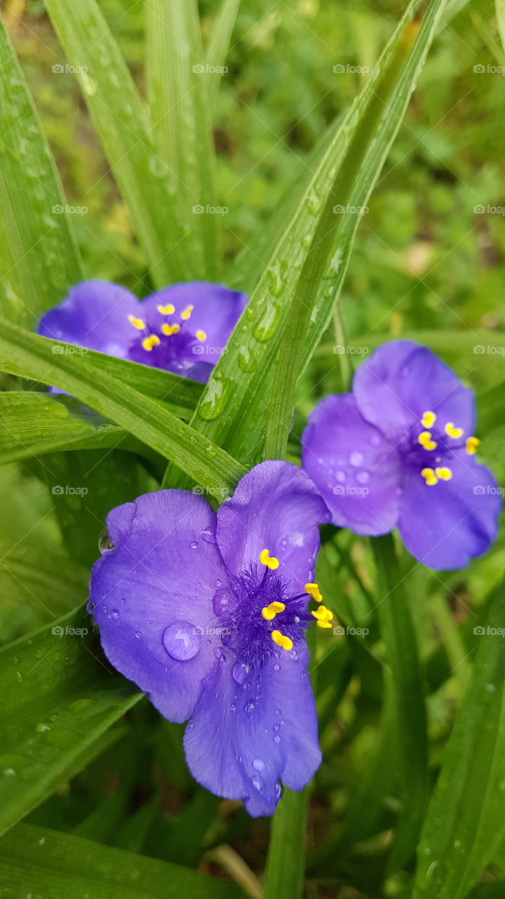 violet flowers with yellow stamens in the green grass