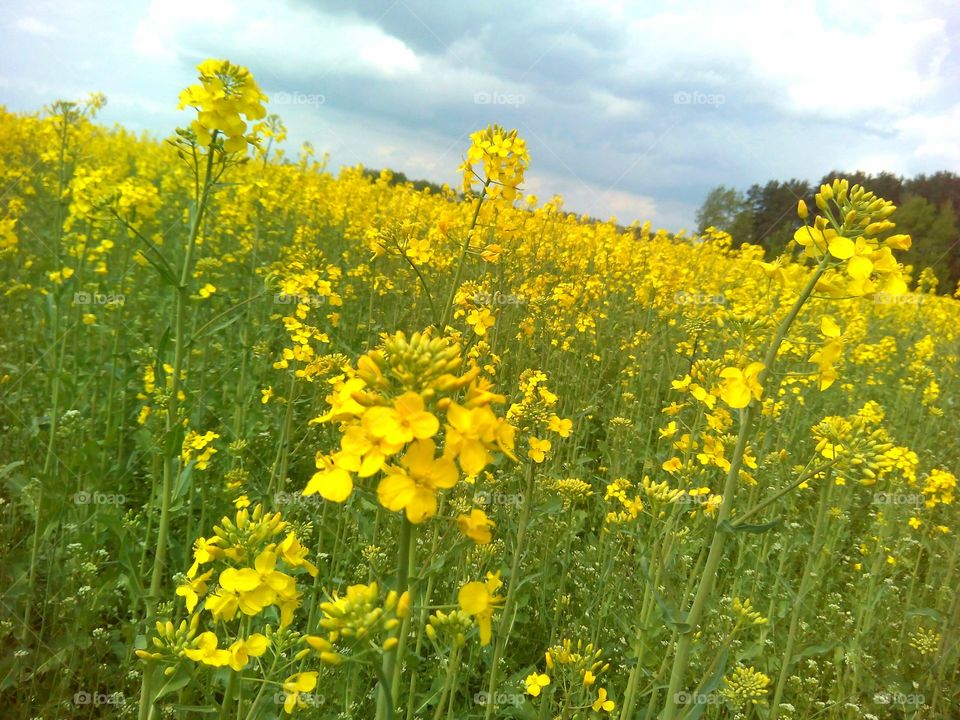 Field, Flower, Agriculture, Rural, Hayfield