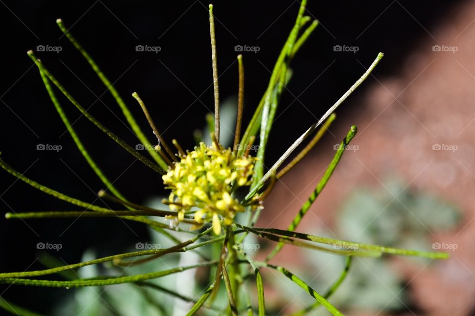 Flowering weed yellow Australia
