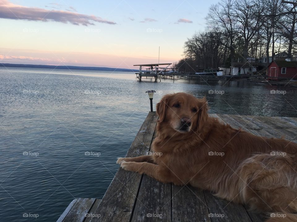 Max on a dock in New York