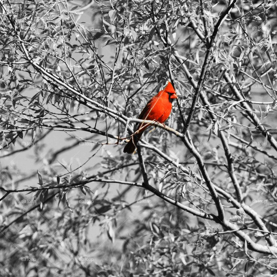 Color Splash Cardinal