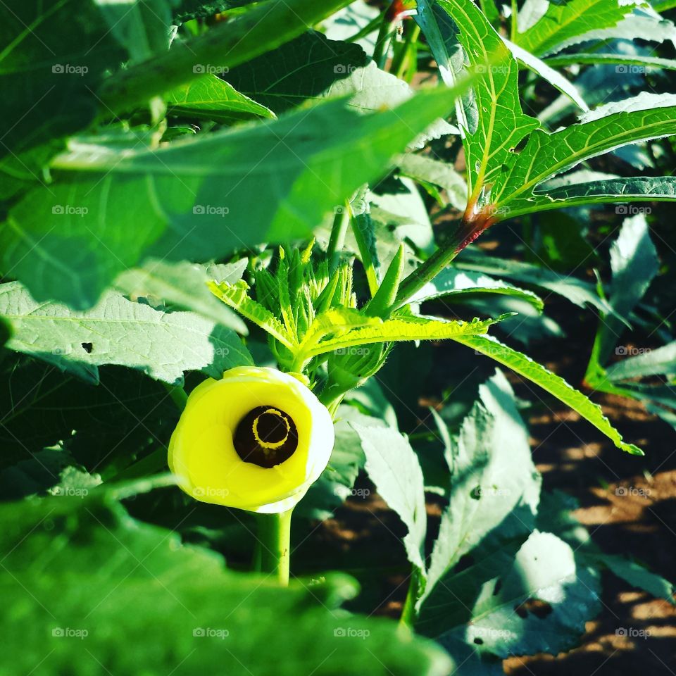 Okra bloom