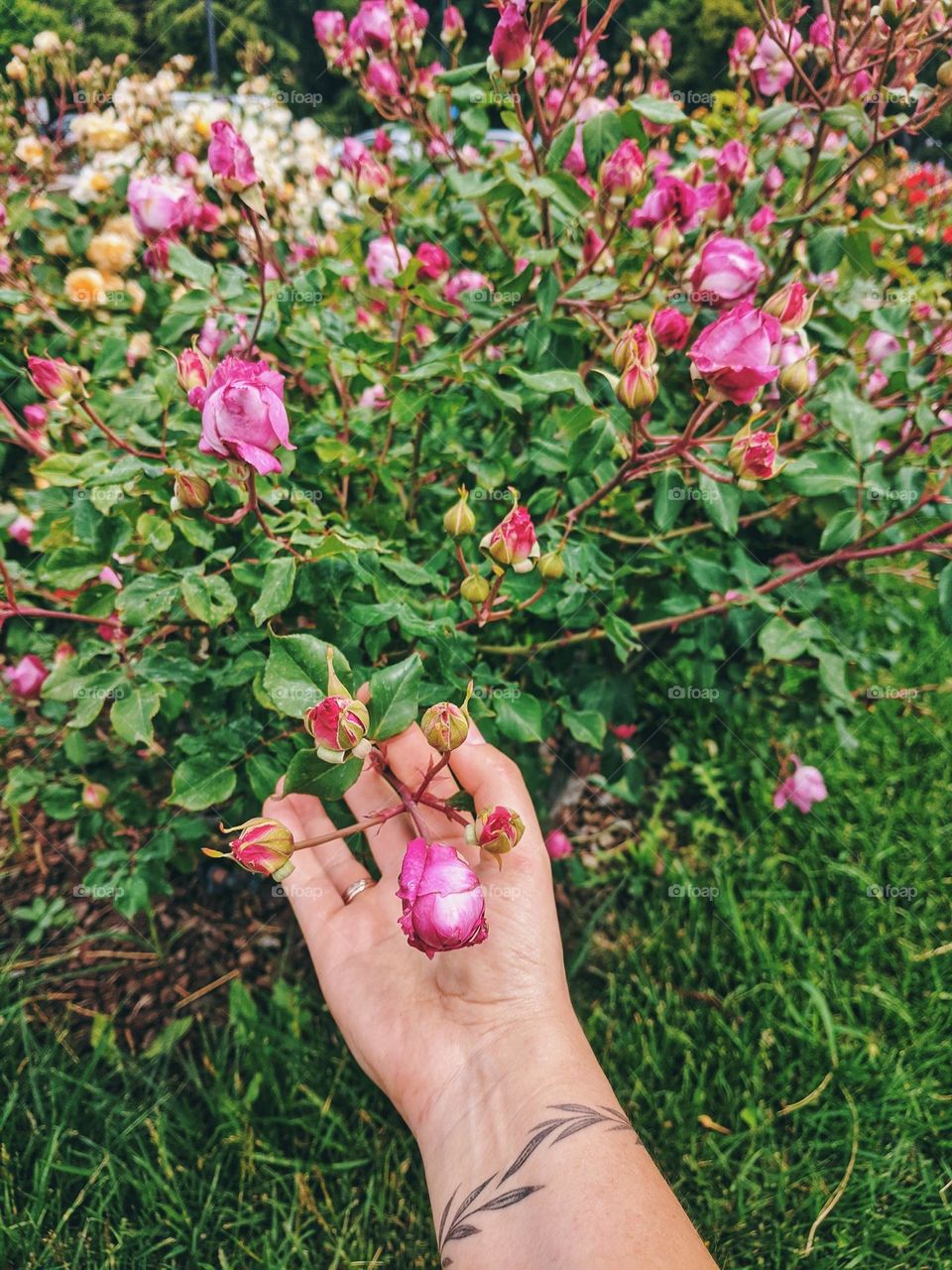 Branch with blooming pink flowers close up. Roses.