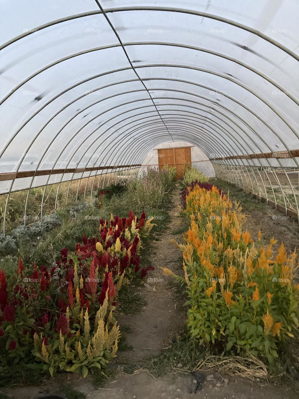 View of A Local Farm