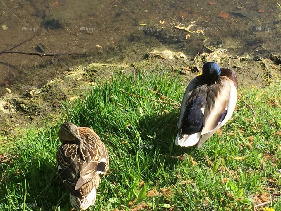 Catched during my walk in Stockholm, Sweden today 