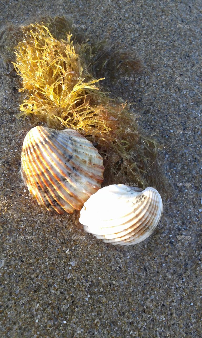 seashell