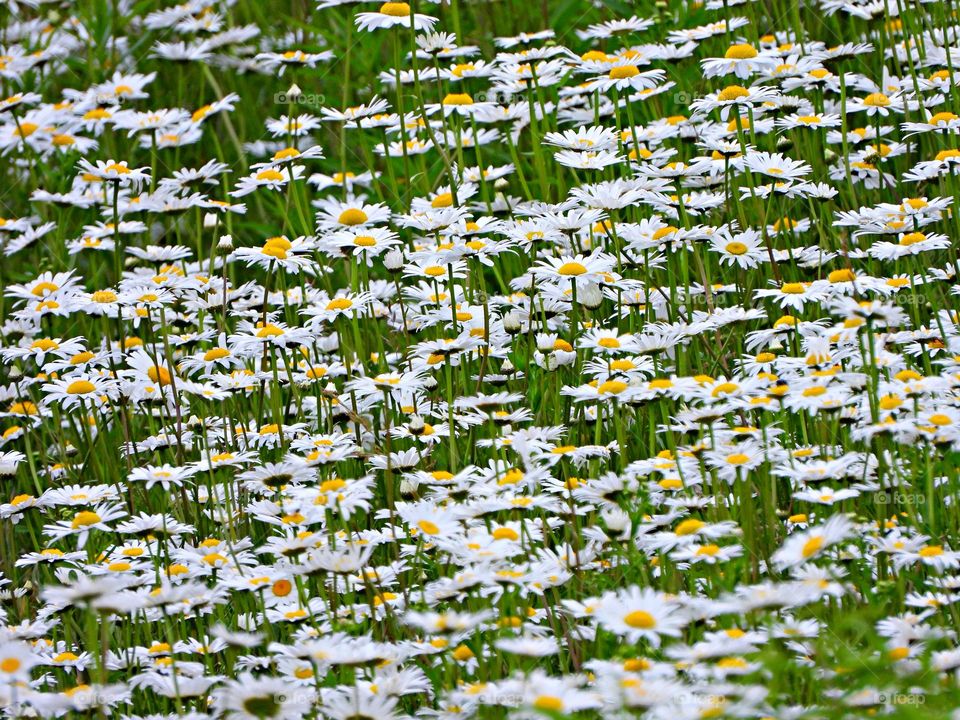 Battle: Spring vs. Winter - A field full of beautiful white daisies with golden yellow heads in green grass. Purity. With soft white petals, daisies represent purity. Today, daisies are tossed by wedding flower girls to symbolize love's purity