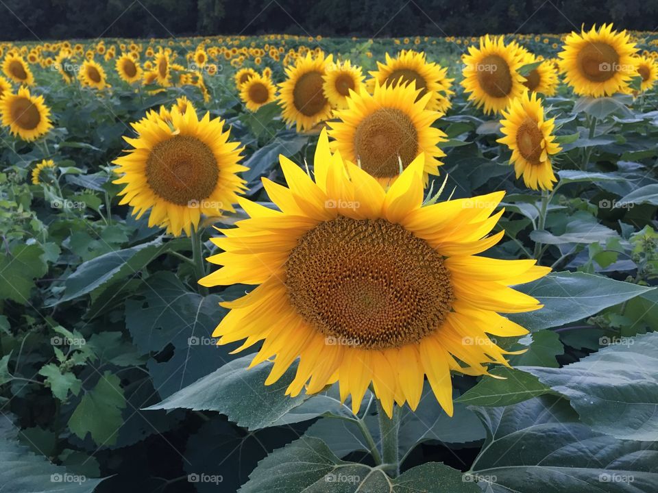 Sunflowers 