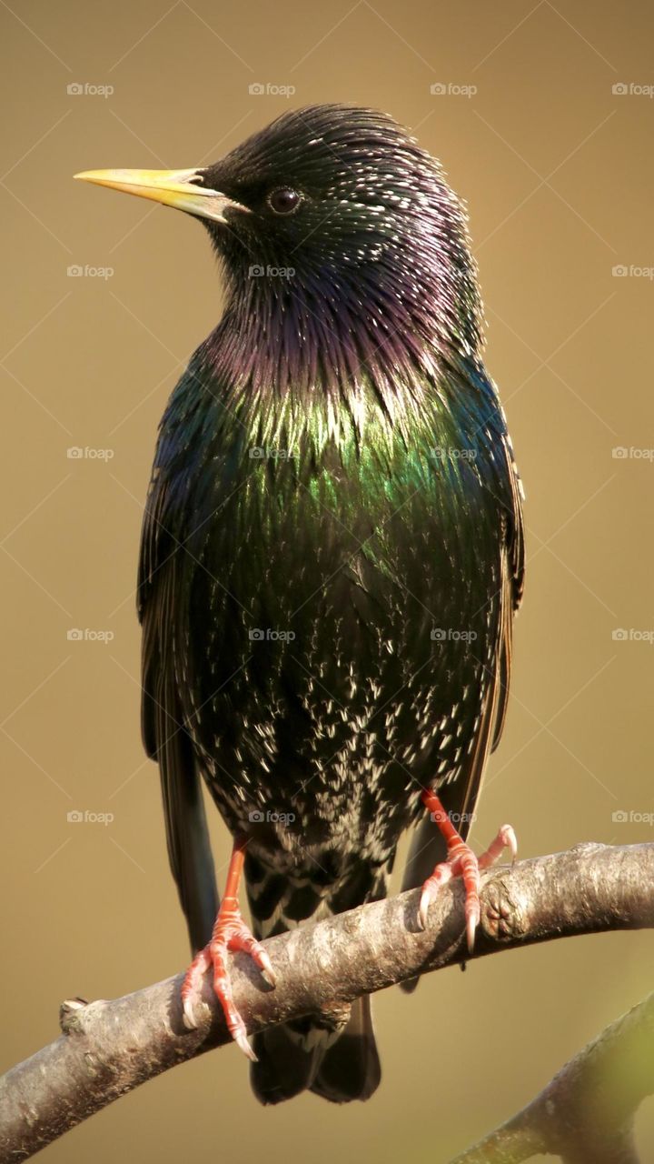 Starling