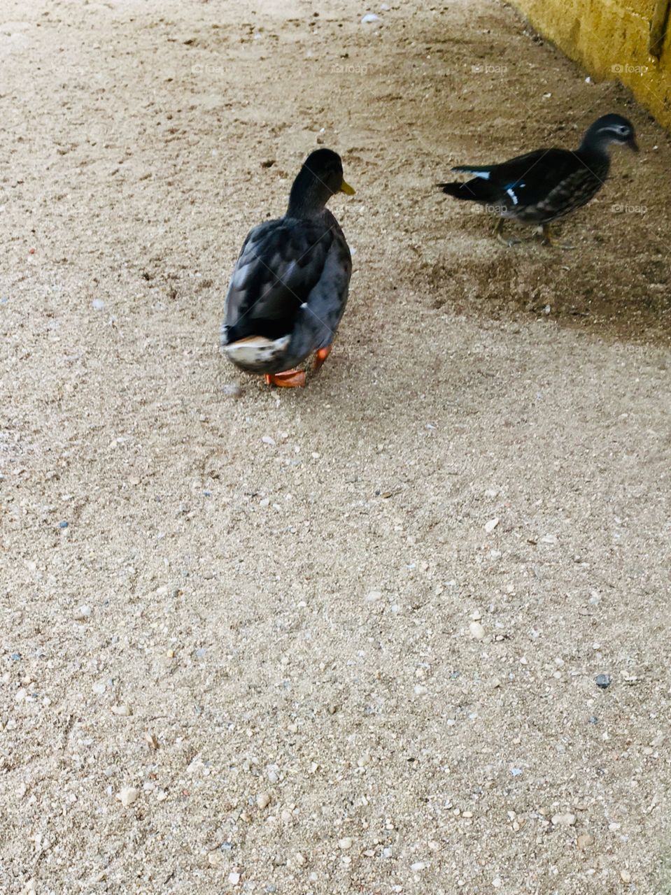 Lá vem o pato, pato aqui, pato acolá! Lá vem o pato para ver o que é que há! Quac Quac!!