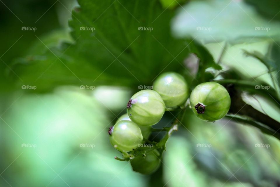 Green berries on a currant bush