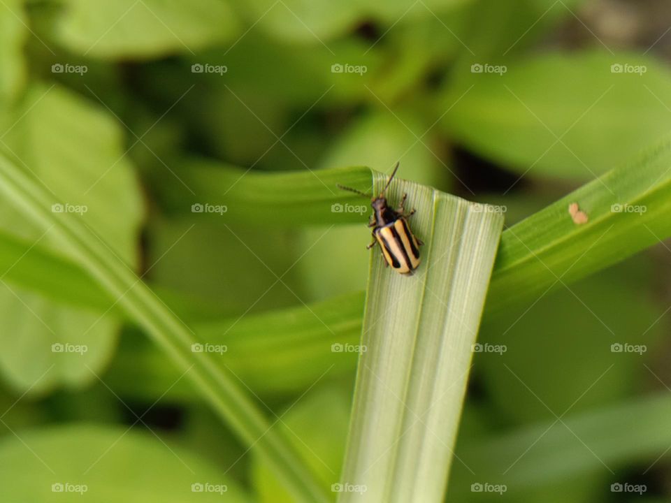 Phyllotreta undulata