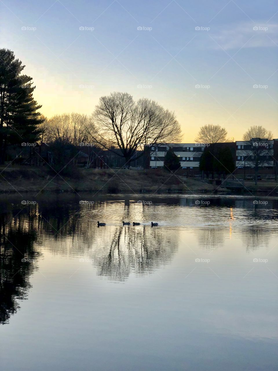 Ducks or geese swimming across the water over a reflection of blurry trees, in the misty golden light of early morning.