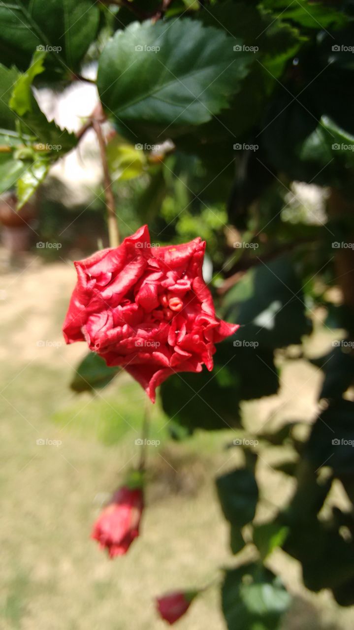 red flower. captured in  my garden