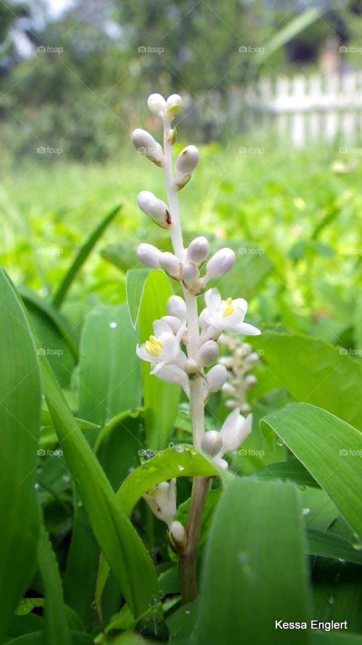 Flowering Grass in Spring