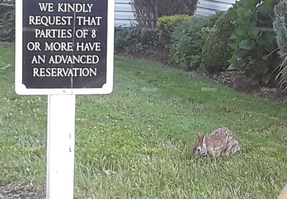 bunny grass sign