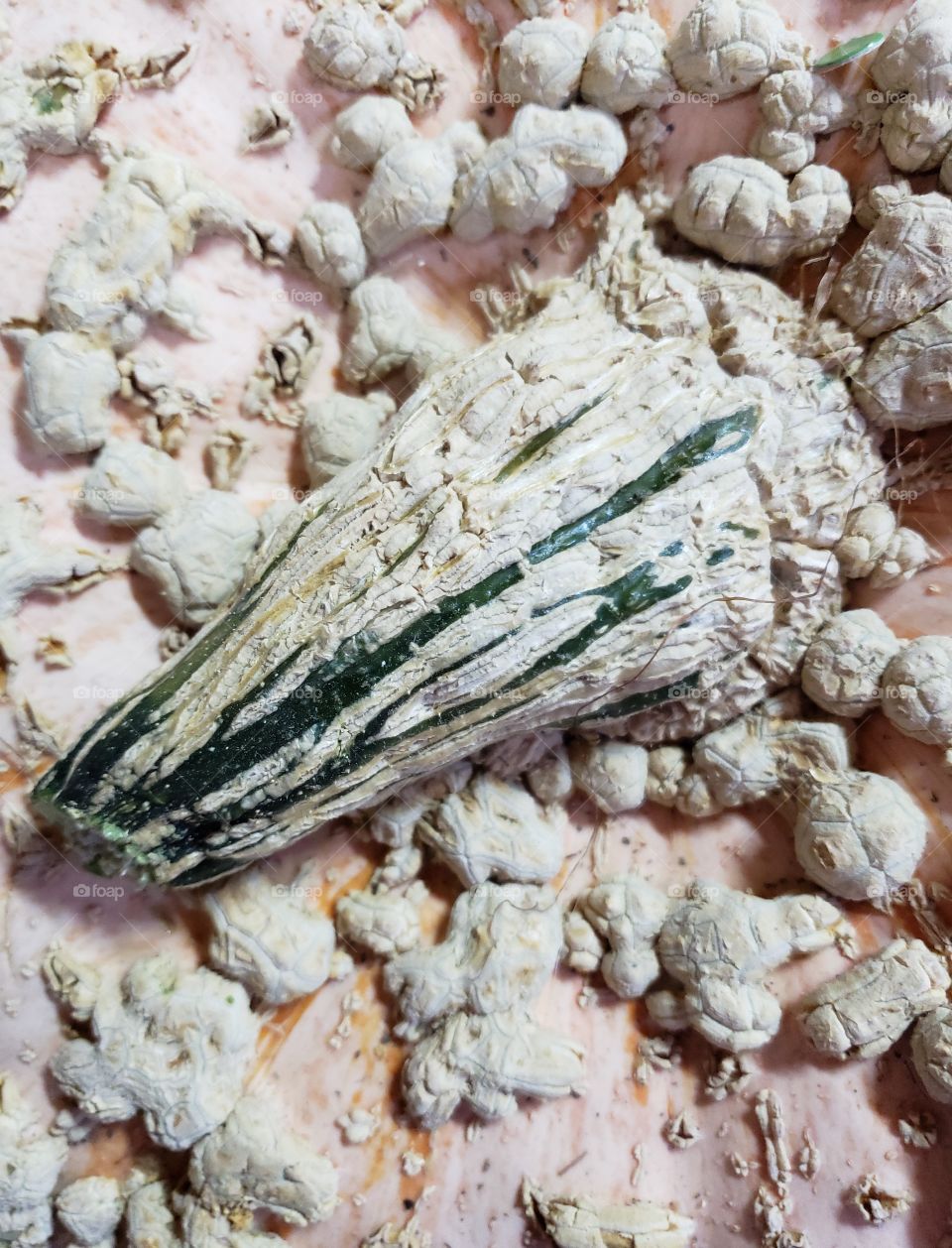 A colorful pumpkin fresh out of the patch covered in bumps giving it a warty look