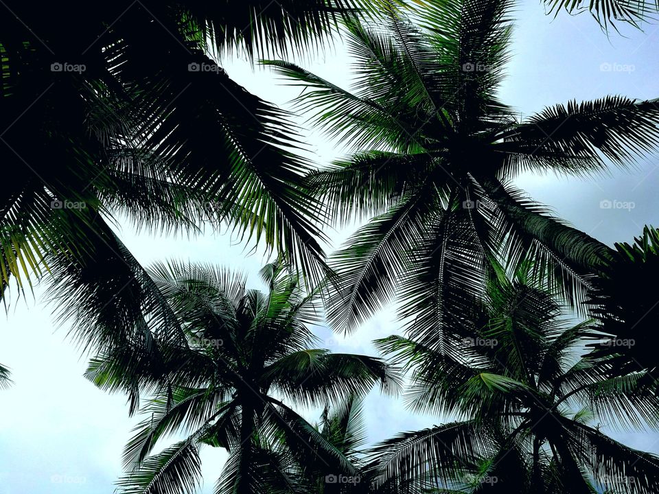 Coconut trees in Nong Nuch Garden