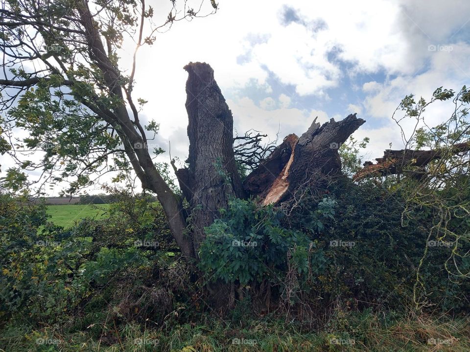 storm wrecked tree