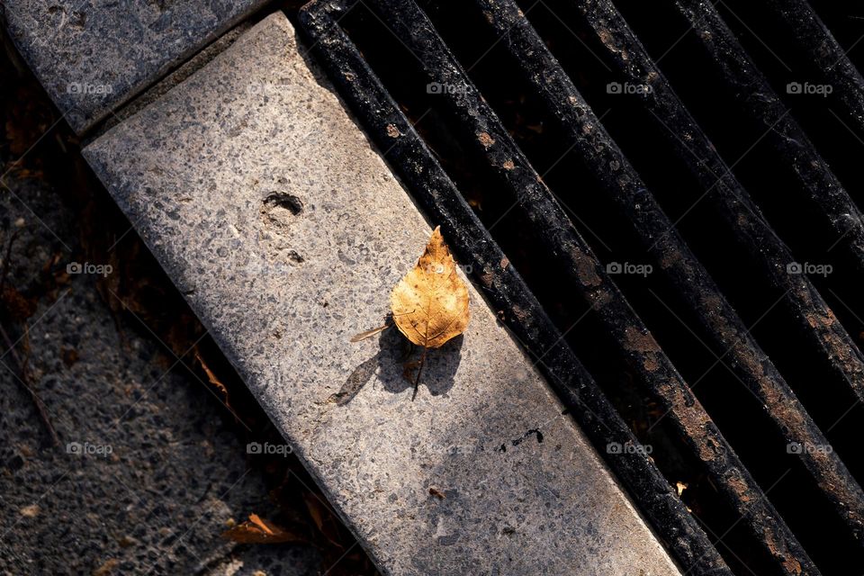 A portrait of a single yellow fallen leaf lying on the ground in the sunlight during fall or autumn.