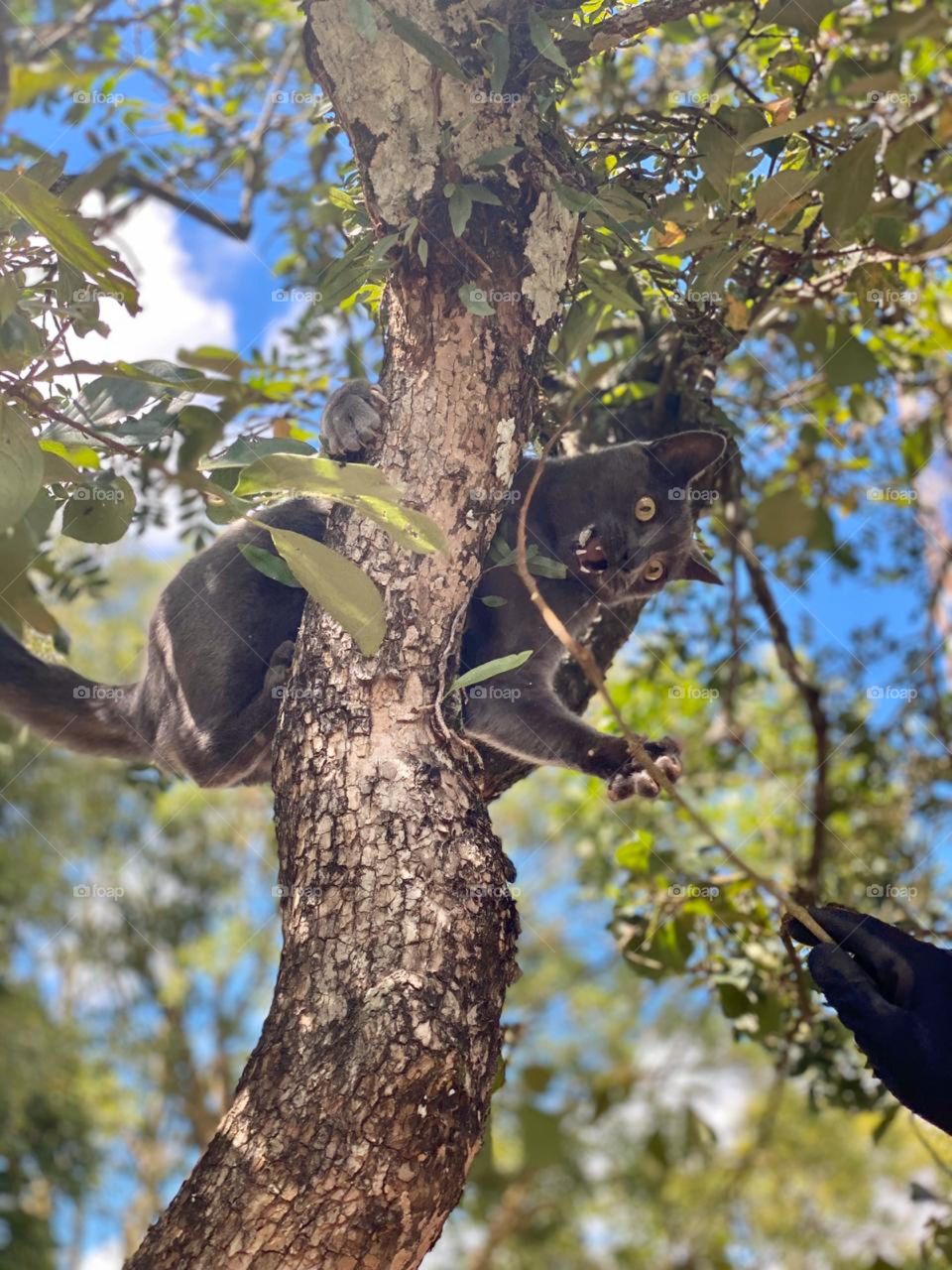 cat playing in a tree