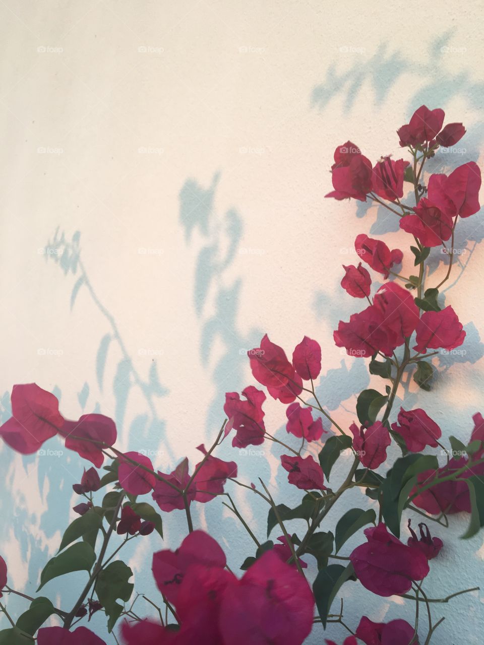 Shadows from early morning sunlight on bougainvillea 