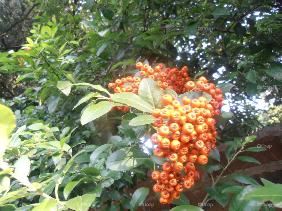 Pyracantha Berries