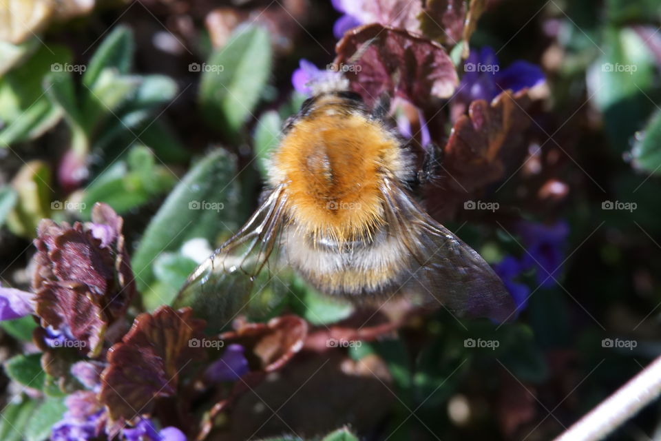 in garden