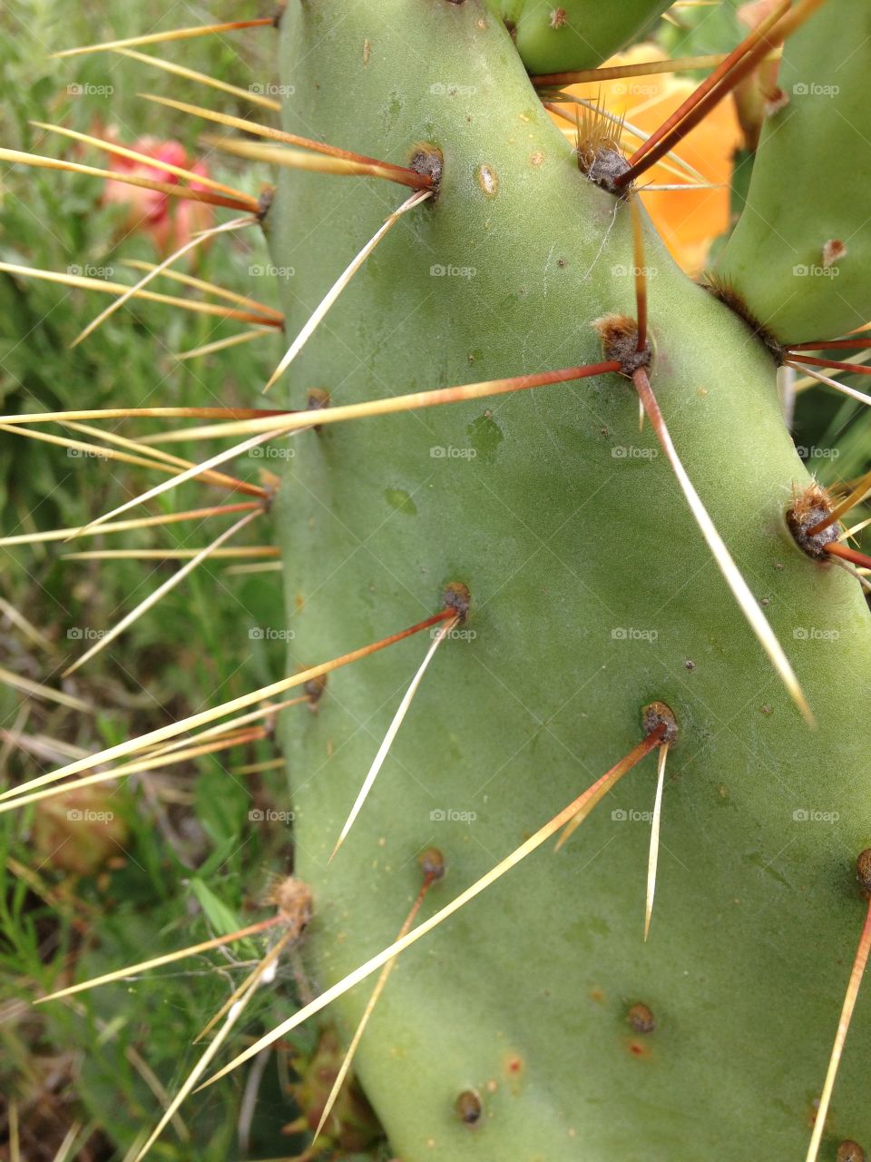 A little thorny . Prickly pear cactus thorns close up