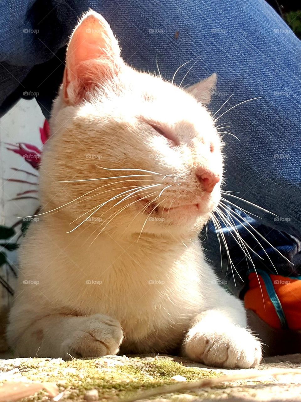 Beautiful white cat sunbathing