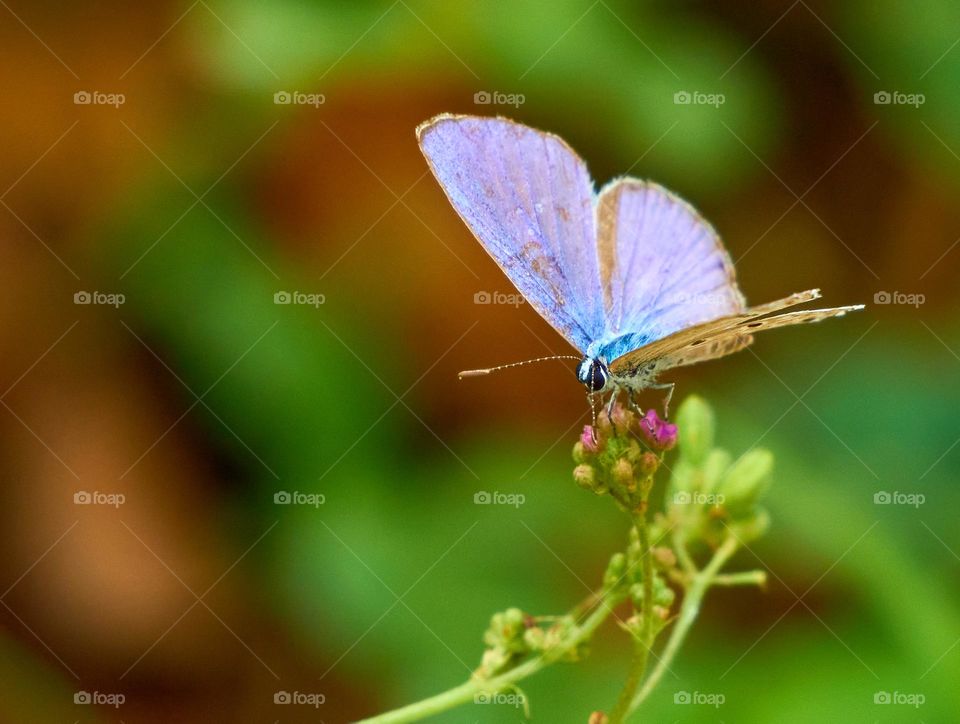 Butterfly - Close shot - Backyard garden photography 