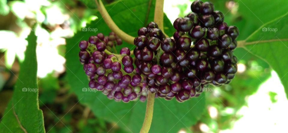 This fruit is almost the color of grapes but its size is very small
