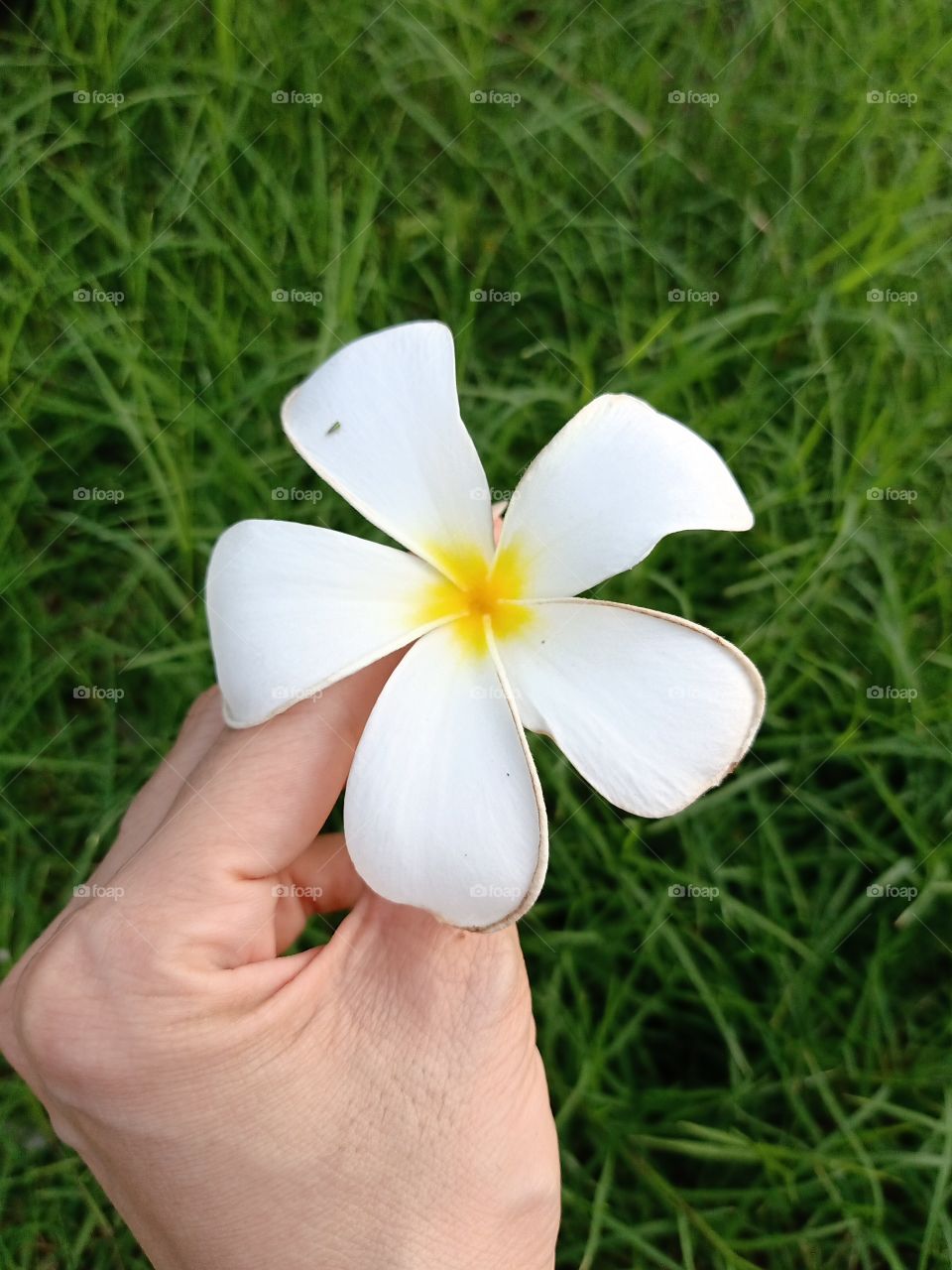 Beautiful Plumeria Flower