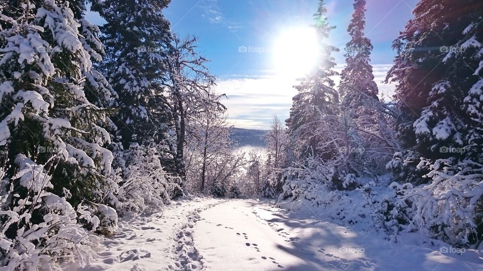 Snow covered road in forest