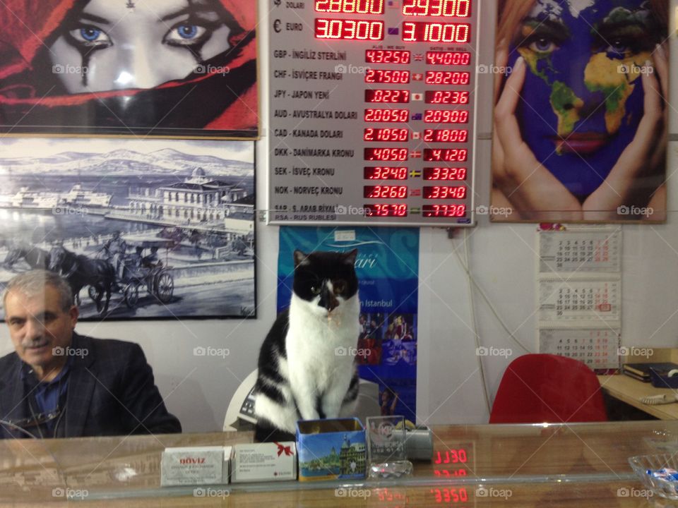 Cat seller in the shop 