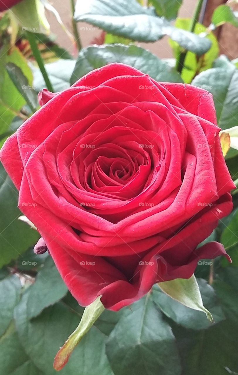 Red Rose