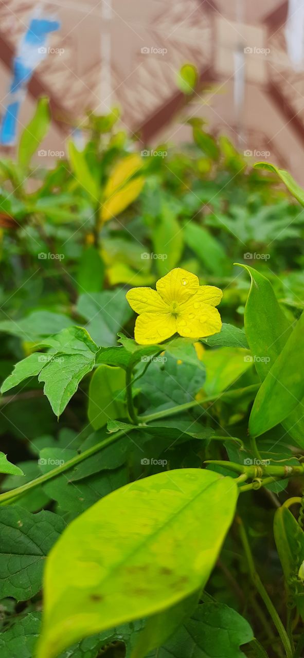 It's Beautiful Yellow Flower #Natural Picture #Original Content