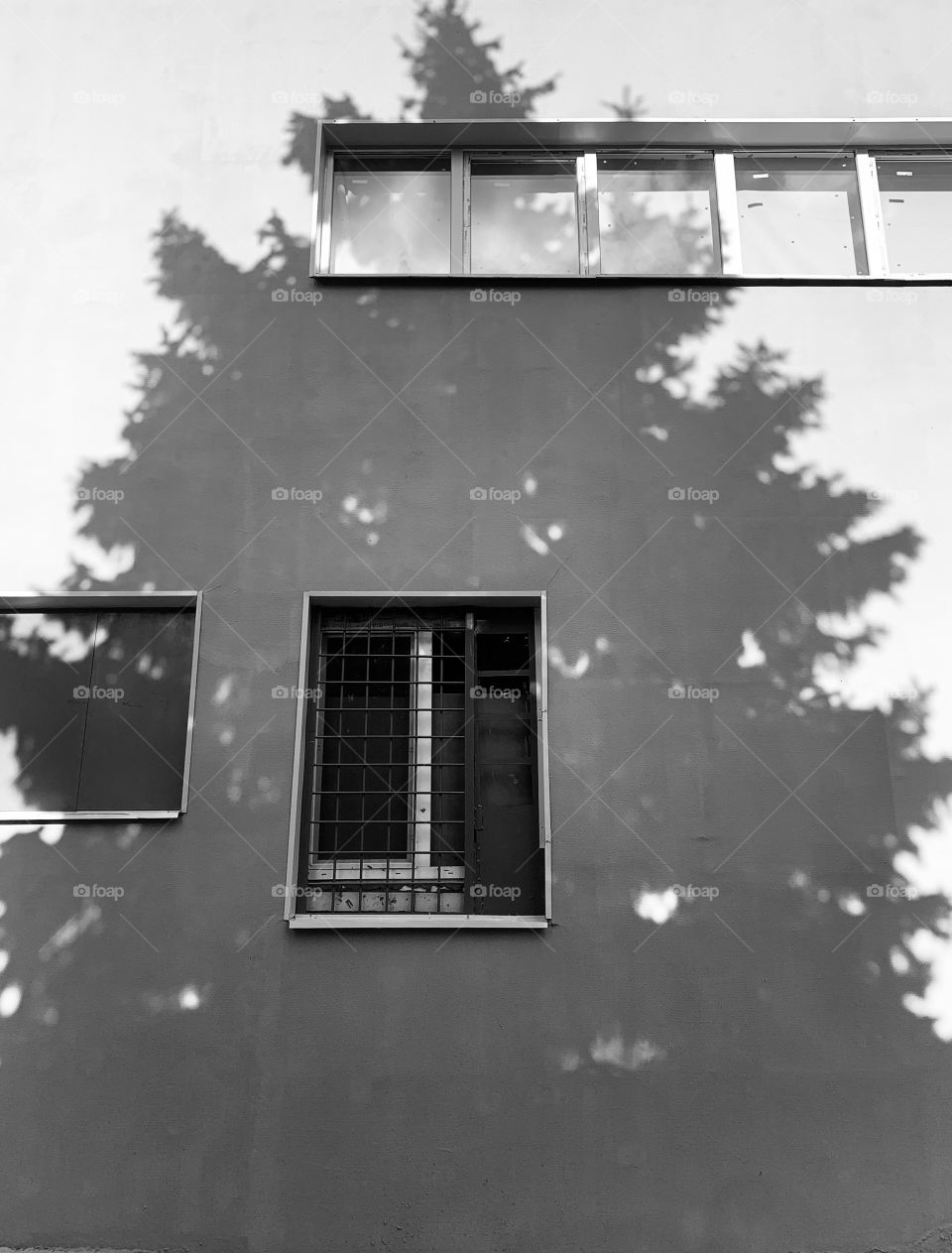 Building facade with fir tree shadow 