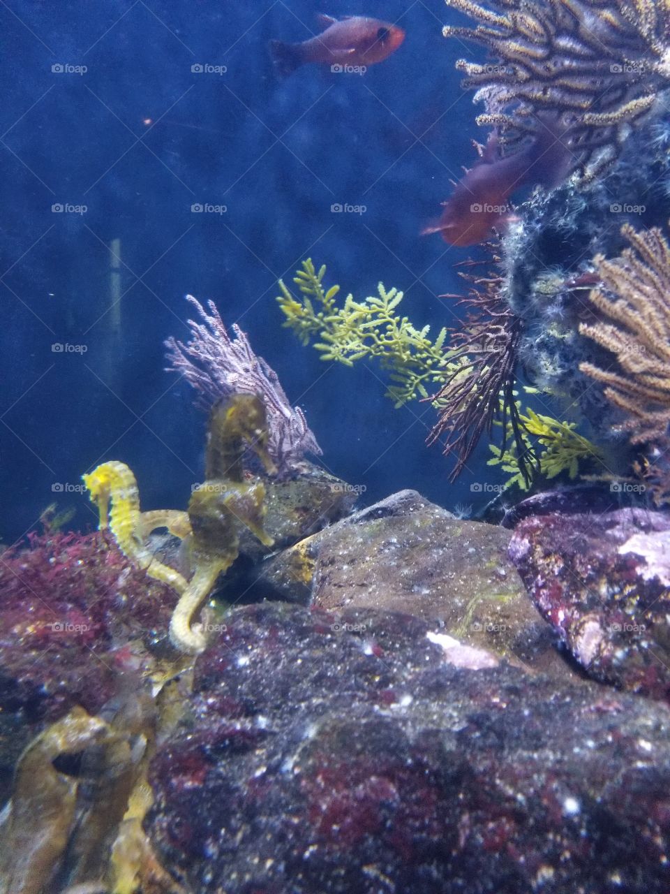 aquarium seahorse