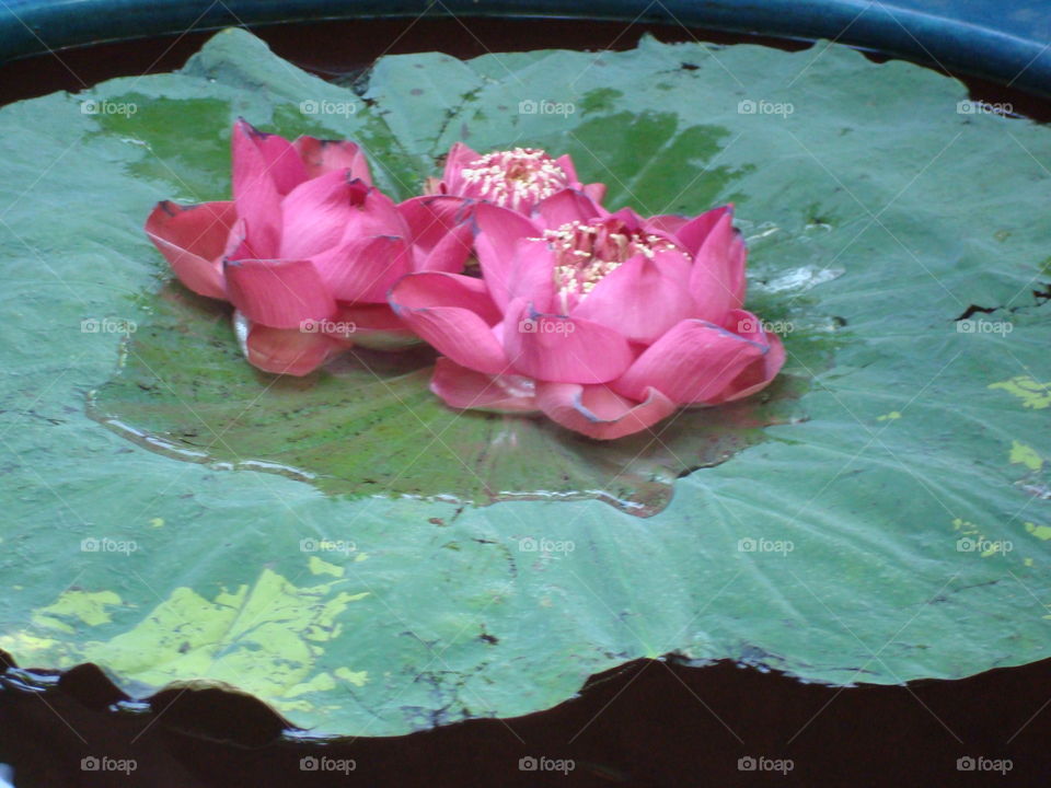 Pink flowers on water