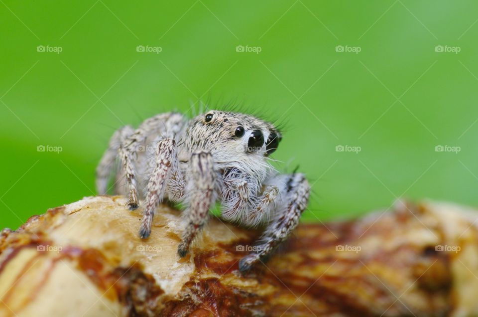 Jumping spider