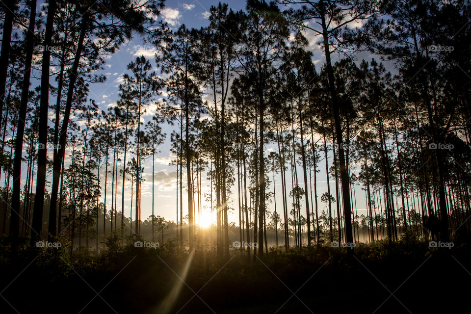 Ocala National Forest