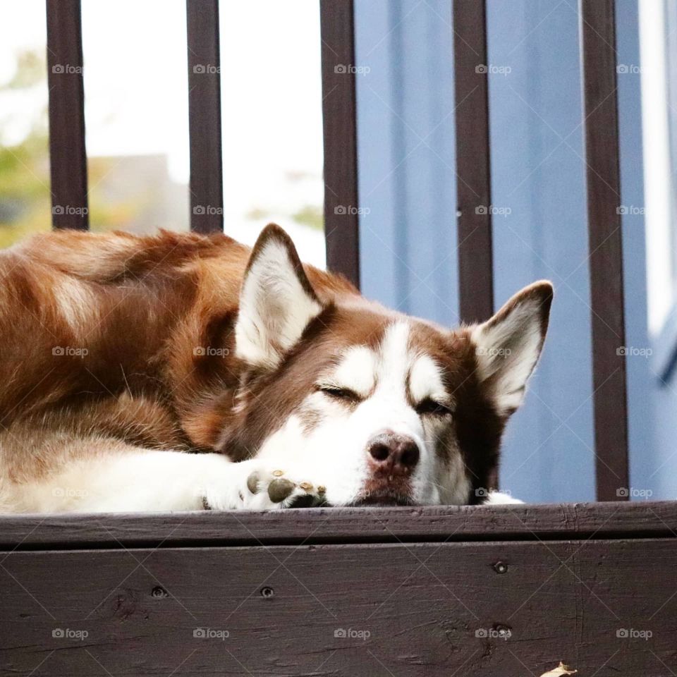 husky sleeping on deck