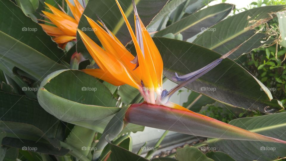 Bird of Paradise